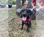 Small #8 Mutt