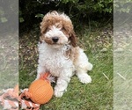 Image preview for Ad Listing. Nickname: Alex
