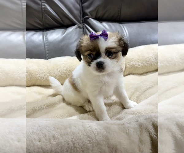 Medium Photo #3 Papillon Puppy For Sale in BELTON, MO, USA