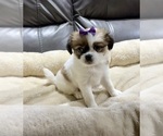 Small #2 Papillon