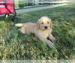 Small Photo #4 Golden Retriever Puppy For Sale in SUGARCREEK, OH, USA