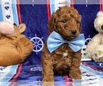 Small Photo #5 Goldendoodle Puppy For Sale in CLAY, PA, USA