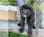 Puppy 2 Old English Sheepdog-Poodle (Toy) Mix
