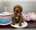 Puppy Roxy Goldendoodle