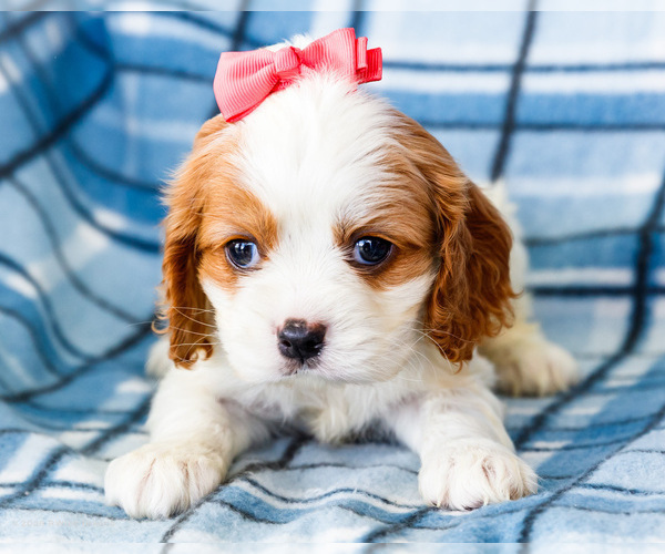 Medium Photo #40 Cockalier Puppy For Sale in WAKARUSA, IN, USA