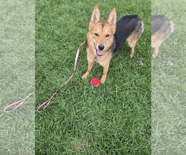 Medium Photo #1 German Shepherd Dog-Siberian Husky Mix Puppy For Sale in La Grange , NC, USA