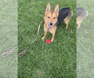 German Shepherd Dog-Siberian Husky Mix Dogs for adoption in La Grange , NC, USA