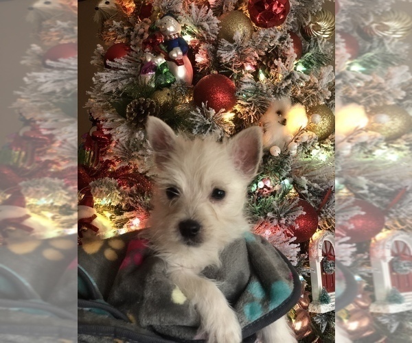 Full screen Photo #2 West Highland White Terrier Puppy For Sale in BUELL, MO, USA