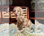 Lilly - Female Labradoodle Puppy for Sale - Photo #6