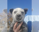 Small Photo #2 Australian Cattle Dog Puppy For Sale in BRIGGSDALE, CO, USA
