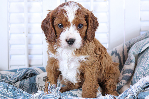 Medium Photo #1 Cavapoo Puppy For Sale in EPHRATA, PA, USA