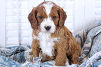 Small Photo #1 Cavapoo Puppy For Sale in EPHRATA, PA, USA