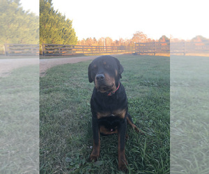 Rottweiler Puppy for sale in CLINTON, SC, USA
