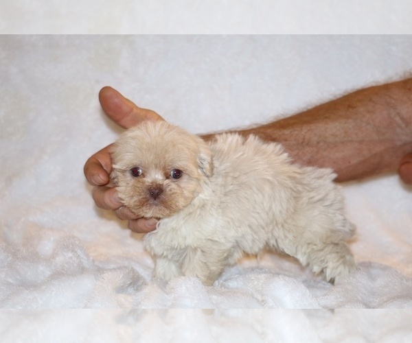 Medium Photo #5 ShihPoo Puppy For Sale in DYERSBURG, TN, USA
