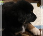 Small Photo #19 Australian Shepherd Puppy For Sale in MERCER, WI, USA