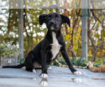 Small #2 Border Collie-Boxer Mix