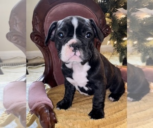 French Bulldog Puppy for Sale in LOCUST GROVE, Virginia USA