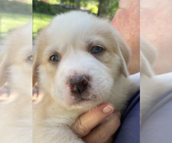 Medium Photo #7 Mutt Puppy For Sale in Holly Springs, NC, USA