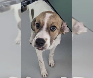 Labrador Retriever-Unknown Mix Dogs for adoption in Andover, MN, USA