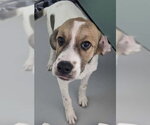 Small Labrador Retriever Mix
