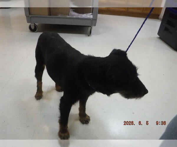 Medium Photo #1 Mutt Puppy For Sale in Oroville, CA, USA