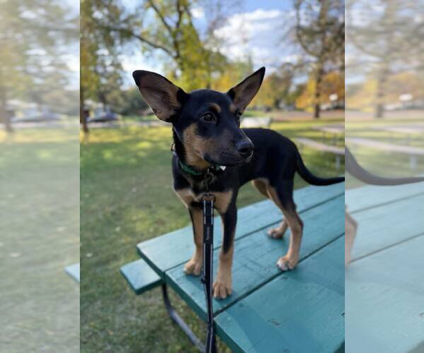 Medium Photo #4 German Shepherd Dog-Unknown Mix Puppy For Sale in Duluth, MN, USA