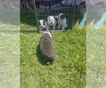 Small Photo #2 Olde English Bulldogge Puppy For Sale in CASCADE, MT, USA