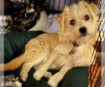 Small Photo #9 Airedale Terrier-Silky Terrier Mix Puppy For Sale in Atlanta, GA, USA