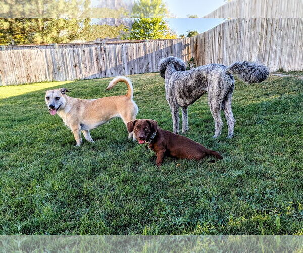 Medium Photo #13 Dachshund-Labrador Retriever Mix Puppy For Sale in Sandy, UT, USA