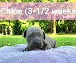 Small Photo #12 Cane Corso Puppy For Sale in MONTPELIER, VA, USA