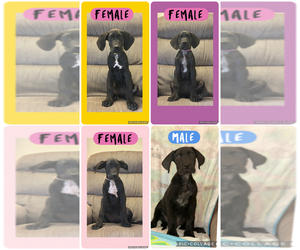 Great Dane Puppy for sale in SMITHFIELD, NC, USA