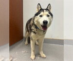 Small #1 Siberian Husky