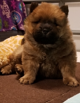 Medium Photo #3 Chow Chow Puppy For Sale in BELVILLE, NC, USA