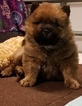 Small Photo #3 Chow Chow Puppy For Sale in BELVILLE, NC, USA
