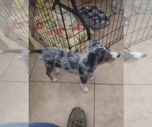 Miniature Australian Shepherd Puppy for sale in VAIL, AZ, USA