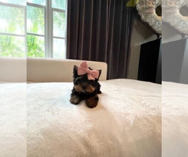Medium Photo #8 Morkie Puppy For Sale in WEST PALM BEACH, FL, USA