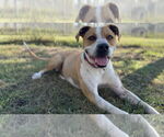 Small #18 Mutt