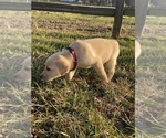 Small Photo #4 Labrador Retriever Puppy For Sale in CANOGA, NY, USA