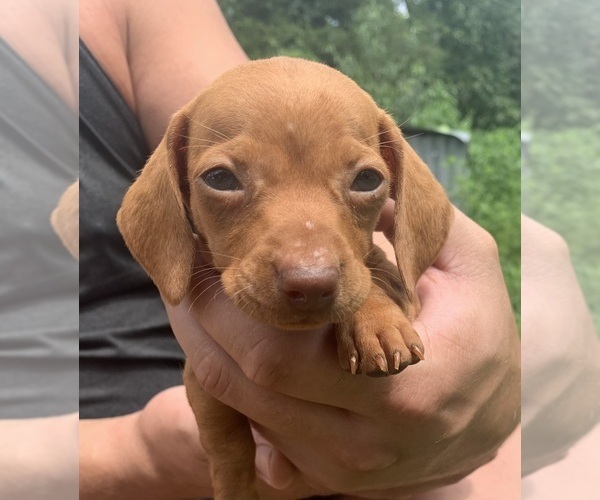 Medium Photo #1 Dachshund Puppy For Sale in HARTVILLE, MO, USA