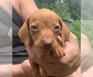 Dachshund Puppy for sale in HARTVILLE, MO, USA
