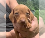 Small Dachshund