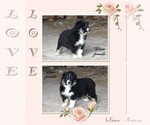 Small Photo #18 Australian Shepherd Puppy For Sale in CLARE, MI, USA