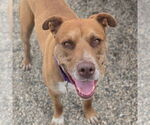 Small #4 American Pit Bull Terrier-Labrador Retriever Mix