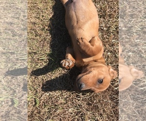 Dachshund Puppy for sale in STANFIELD, NC, USA
