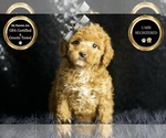Small Photo #6 Poodle (Miniature) Puppy For Sale in WARSAW, IN, USA