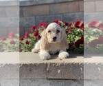 Small Photo #2 Cocker Spaniel Puppy For Sale in CANOGA, NY, USA