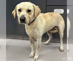 Small #5 Labrador Retriever Mix