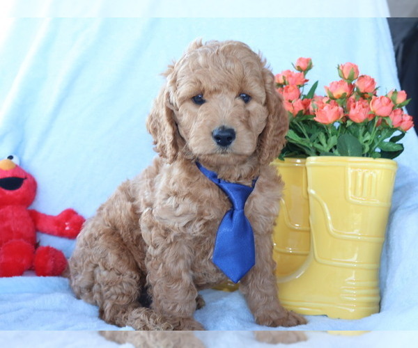 Medium Photo #3 Goldendoodle (Miniature) Puppy For Sale in GIRARD, KS, USA