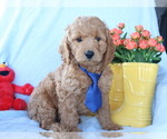 Small #2 Goldendoodle (Miniature)