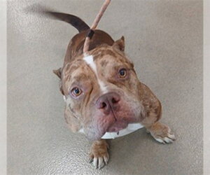 Bulldog Dogs for adoption in Fort Lauderdale, FL, USA